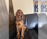Image preview for Ad Listing. Nickname: Irish Setter