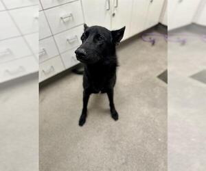German Shepherd Dog Dogs for adoption in HESPERIA, CA, USA