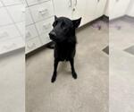 Small German Shepherd Dog