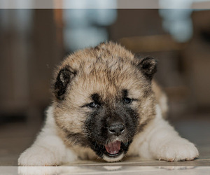 Siberian Husky Puppy for sale in HOBBS, NM, USA