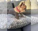 Small Photo #16 French Bulldog Puppy For Sale in SAN DIEGO, CA, USA