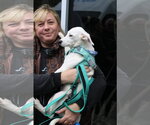 Small Photo #3 Labrador Retriever-Unknown Mix Puppy For Sale in Oakhurst, NJ, USA