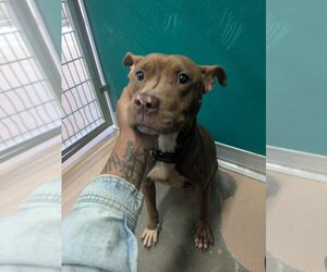 Mutt Dogs for adoption in Texas City, TX, USA