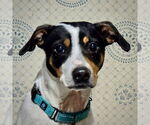 Small Rat Terrier Mix