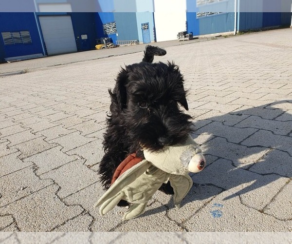 Medium Photo #11 Schnauzer (Miniature) Puppy For Sale in Hatvan, Heves, Hungary