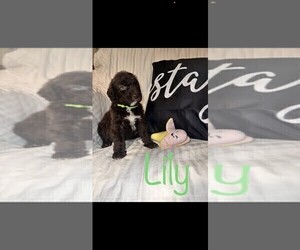 Labradoodle-Poodle (Standard) Mix Puppy for Sale in RIO, Louisiana USA