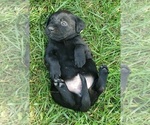Small #6 Labrador Retriever