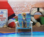 Small Photo #1 Mutt Puppy For Sale in Morganville, NJ, USA