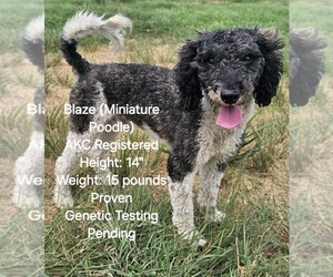 Father of the Aussie-Poo-Aussiedoodle Mix puppies born on 05/15/2025