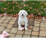 Small #4 English Cream Golden Retriever