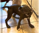 Small #1 Mutt