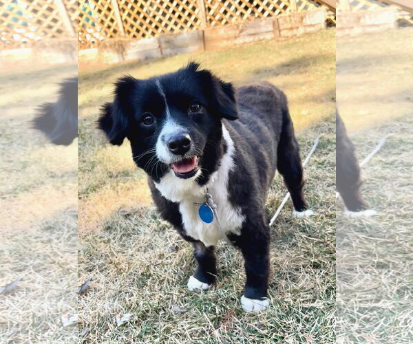 Medium Photo #2 Australian Shepherd Puppy For Sale in St. Louis Park, MN, USA
