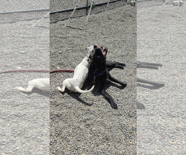 Medium Photo #3 Mutt Puppy For Sale in Rockaway, NJ, USA