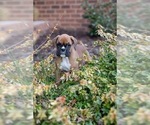 Puppy Wanda Boxer
