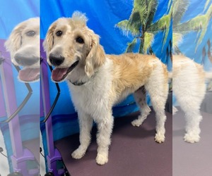 Labradoodle Dogs for adoption in Tampa, FL, USA