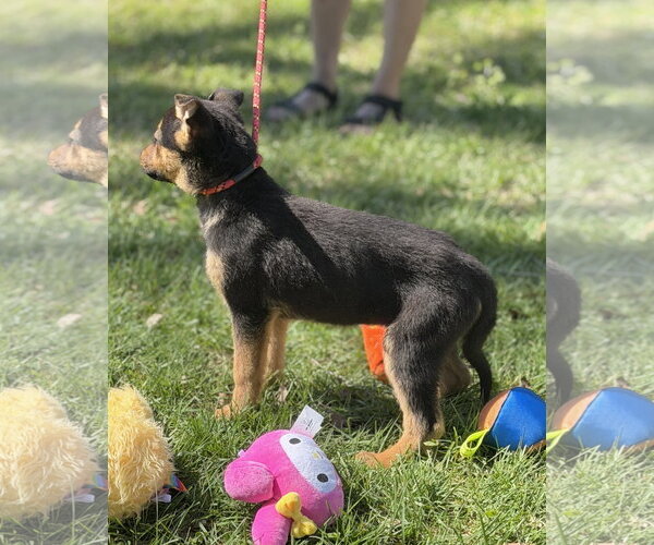 Medium Photo #3 Mutt Puppy For Sale in Yardley, PA, USA