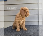 Puppy Hershey Goldendoodle (Miniature)