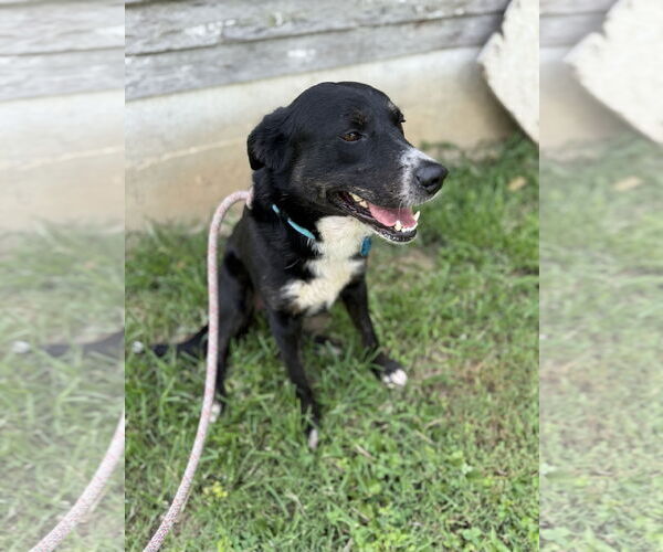 Medium Photo #3 Collie-Unknown Mix Puppy For Sale in Westwood, NJ, USA