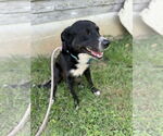 Small #2 Collie Mix