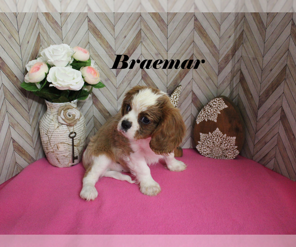 Medium Photo #12 Cavalier King Charles Spaniel Puppy For Sale in CHANUTE, KS, USA