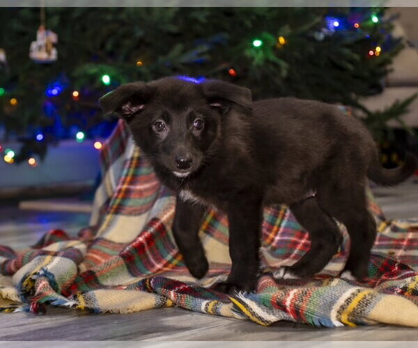 Medium Photo #7 Shepradors Puppy For Sale in Princeton, MN, USA