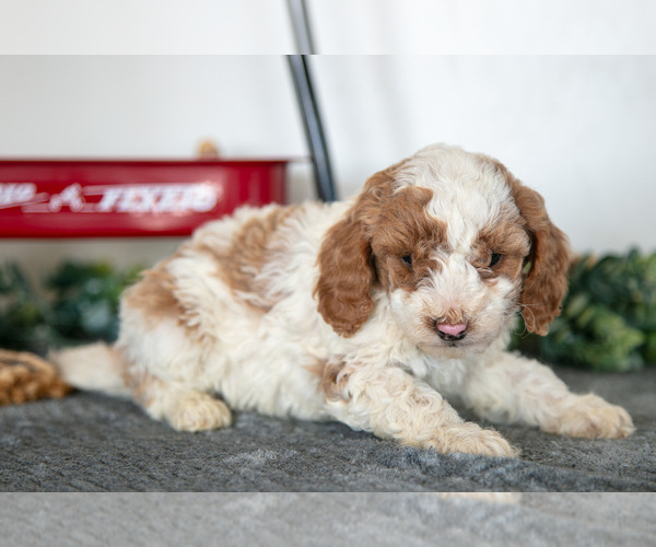 Medium Photo #6 Poodle (Miniature) Puppy For Sale in CHRISTIANA, PA, USA