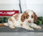 Small Photo #6 Poodle (Miniature) Puppy For Sale in CHRISTIANA, PA, USA