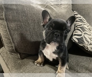French Bulldog Puppy for sale in LOGANVILLE, GA, USA