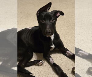 Border Collie-Unknown Mix Dogs for adoption in Princeton, MN, USA