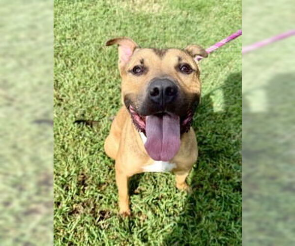 Medium Photo #3 American Pit Bull Terrier-Unknown Mix Puppy For Sale in Glen Allen, VA, USA