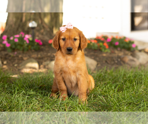 Golden Retriever Puppy for sale in WOLCOTTVILLE, IN, USA