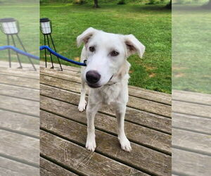 Great Pyrenees-Unknown Mix Dogs for adoption in New London, WI, USA