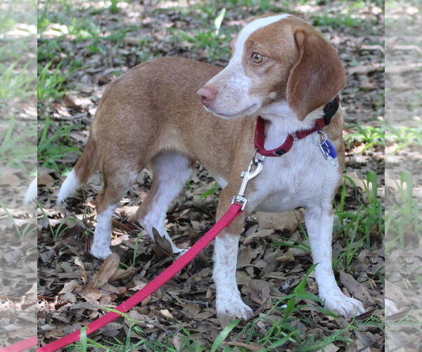 Medium Photo #4 Beagle Puppy For Sale in Dunnellon, FL, USA