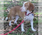 Small #3 Beagle