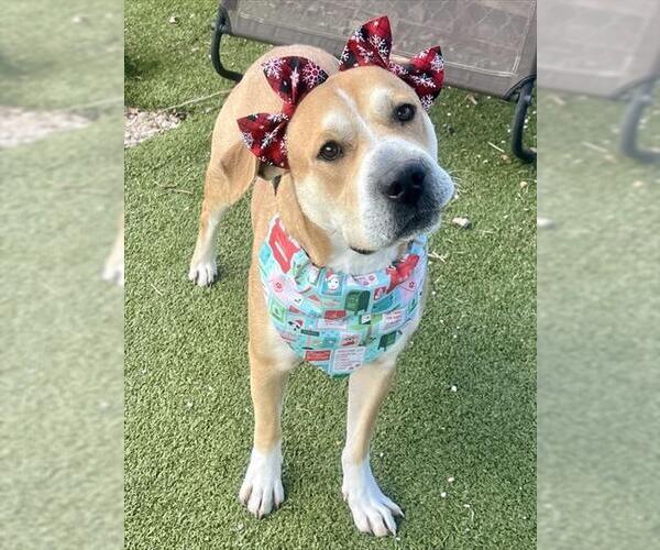 Medium Photo #2 Labrador Retriever-Unknown Mix Puppy For Sale in Pasadena, TX, USA