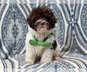 ShihPoo Puppy for sale in LAKELAND, FL, USA