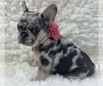 Small French Bulldog