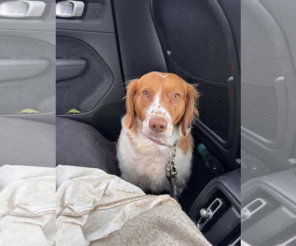 Medium Photo #9 Brittany Puppy For Sale in Curwensville, PA, USA