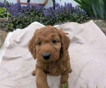 Small Photo #89 Irish Doodle Puppy For Sale in GOSHEN, IN, USA