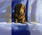 Small Photo #68 Goldendoodle Puppy For Sale in DYERSBURG, TN, USA