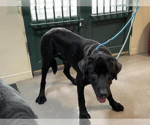 Labrador Retriever Dogs for adoption in Pasadena, CA, USA
