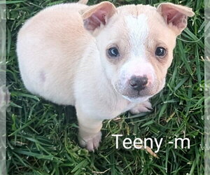 Chihuahua-Unknown Mix Dogs for adoption in San Bernardino, CA, USA