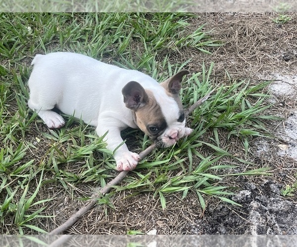 Medium Photo #5 French Bulldog Puppy For Sale in SEBRING, FL, USA