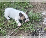 Small Photo #5 French Bulldog Puppy For Sale in SEBRING, FL, USA