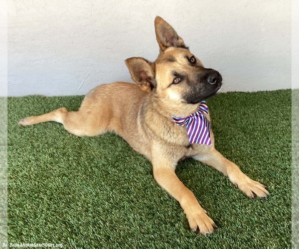 Medium Photo #2 German Shepherd Dog-Unknown Mix Puppy For Sale in San Diego, CA, USA