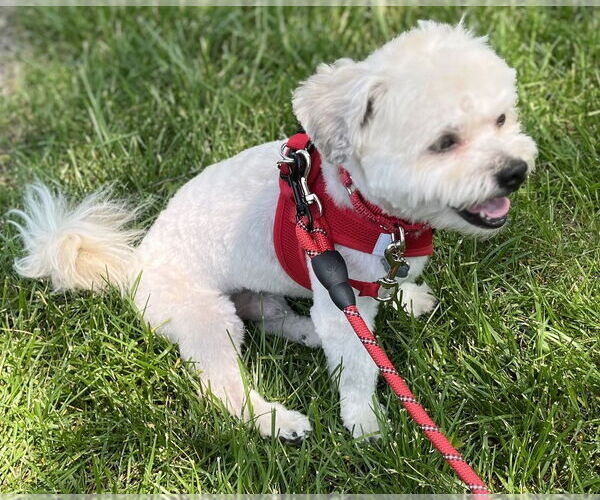 Medium Photo #2 Mal-Shi Puppy For Sale in Mundelein, IL, USA