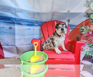 French Bulldog Puppy for Sale in MARYVILLE, Tennessee USA