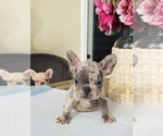 Small #1 French Bulldog