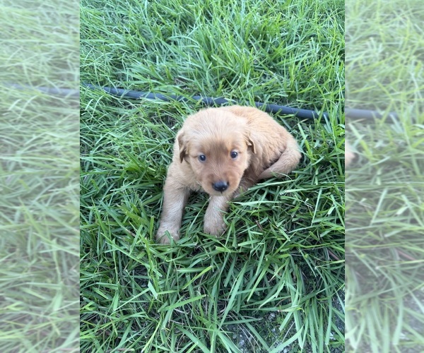 Medium Photo #8 Golden Retriever Puppy For Sale in CAPE CORAL, FL, USA