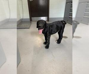 Great Dane-Unknown Mix Dogs for adoption in Corpus Christi, TX, USA